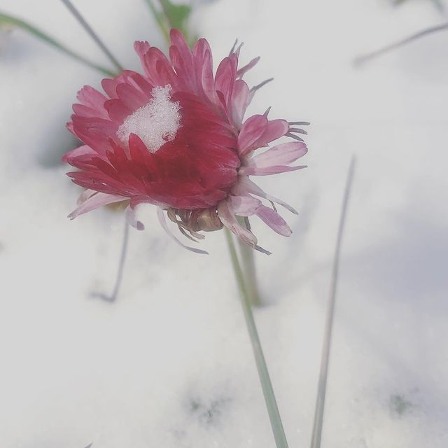 gipsophyla в LOOKY. . День сегодняшний)