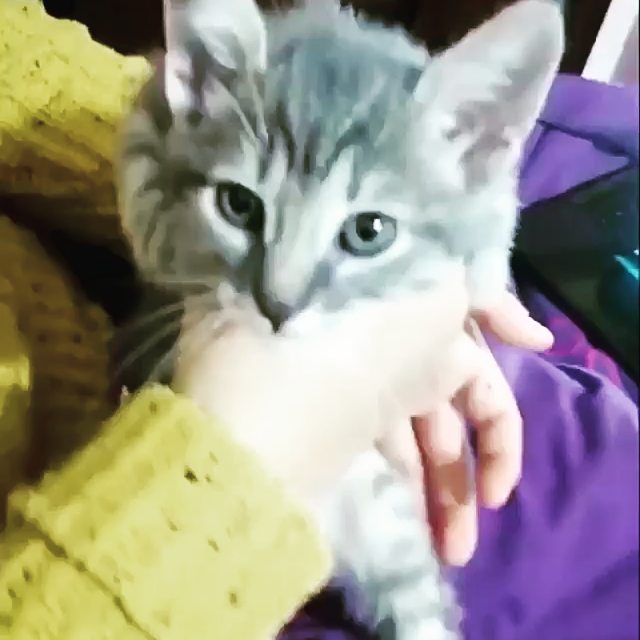 lovely_cute_pets_cats в LOOKY. . So Cute little Kitty