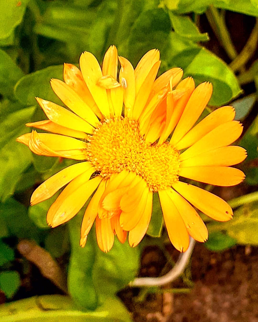 antsiferovbreed в LOOKY — фото 9
