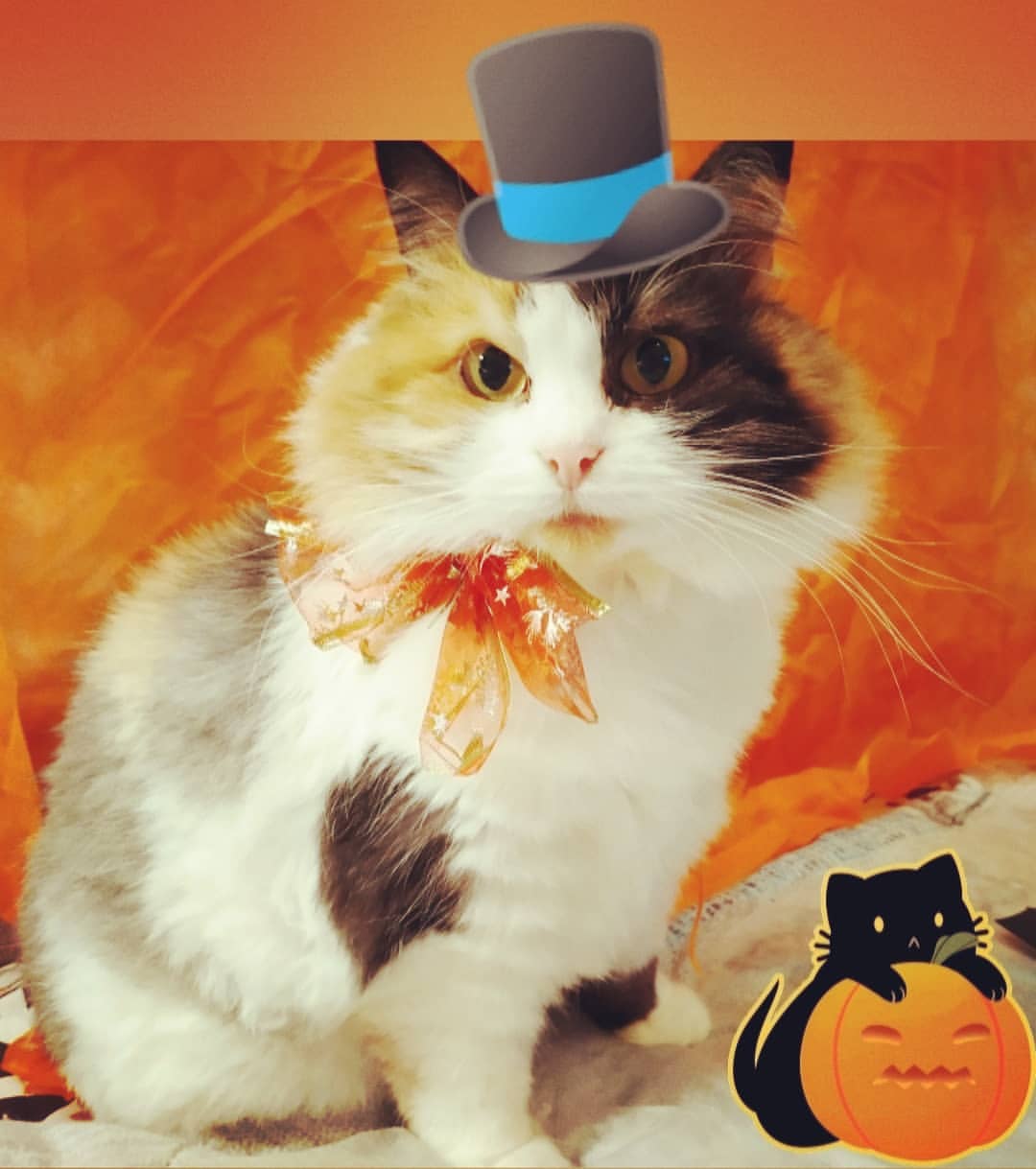 milka_cat_2020 в LOOKY — Не очень люблю хеллоуин, а вот новый праздник #котоуин мне п