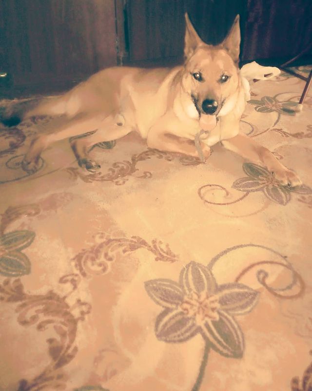 polina_96_96_ в LOOKY. #юрга❤️,#пёс,#Арчи,#наконецтодома🏡,#2020,#октябрь. 🐕🤗❤️
#юрга❤️ #пёс ...
