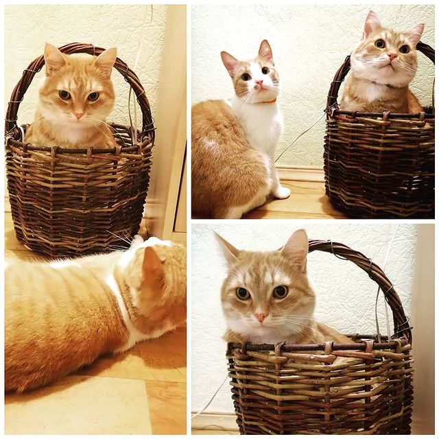 iuliiastepanova44 в LOOKY. . Котофеи мои💕