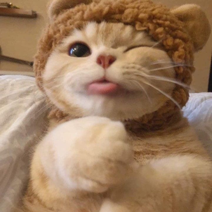lovely_cute_pets_cats в LOOKY — фото 2