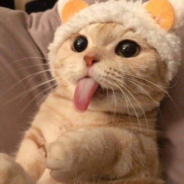 lovely_cute_pets_cats в LOOKY — фото 3