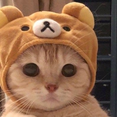lovely_cute_pets_cats в LOOKY — фото 5