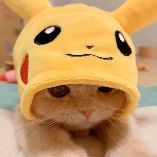 lovely_cute_pets_cats в LOOKY. . A cat wearing hat