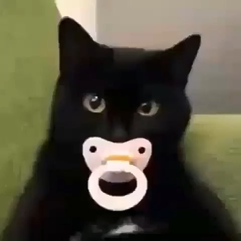 lovely_cute_pets_cats в LOOKY. #cat,#cats,#catsofinstagram,#catlover,#catlife,#catlovers,#catstagram. Haha this is so cute...