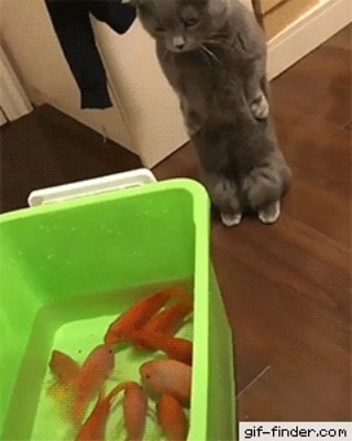 lovely_cute_pets_cats в LOOKY. . I want to have one