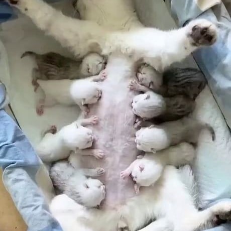 lovely_cute_pets_cats в LOOKY — This is a great Mom
