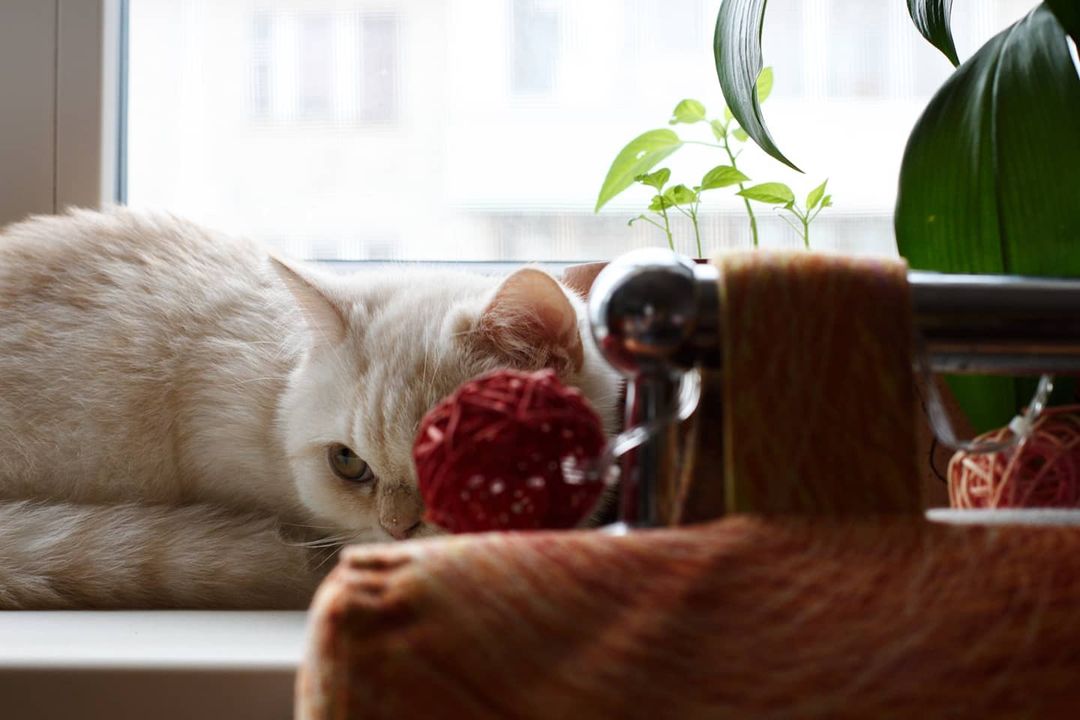 vsepobarabany1 in LOOKY. . 😼😼#манчкинизкрасно...