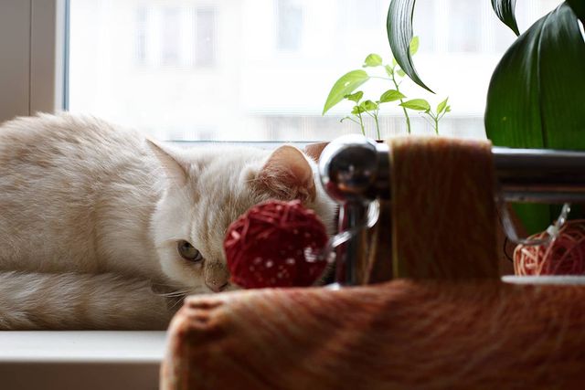 vsepobarabany1 в LOOKY. . 😼😼#манчкинизкрасно...