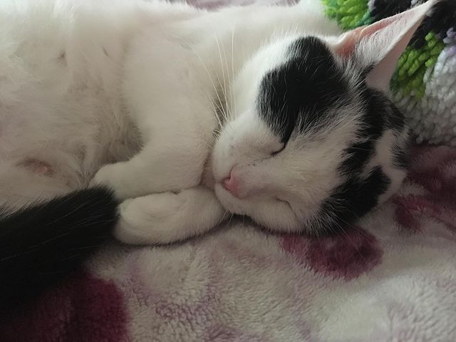 s_v_e_tsokola в LOOKY. #котики. Моя зайка😽🐇 #коти...