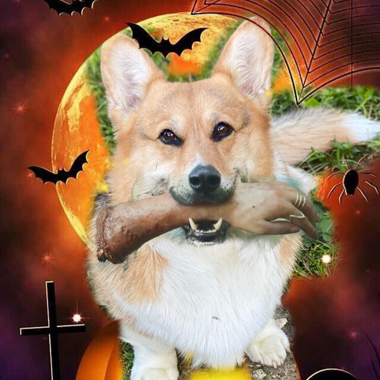 sambrax в LOOKY — #halloween