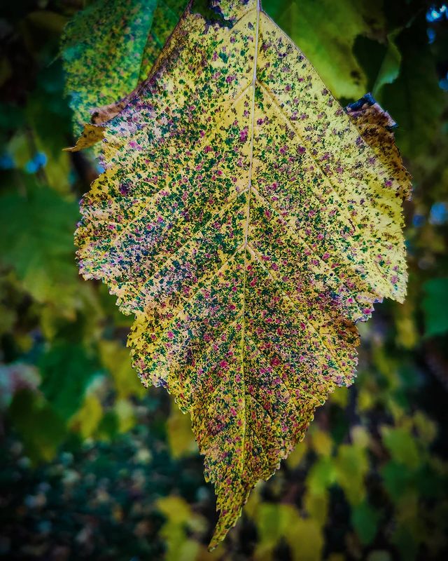 magila34 в LOOKY. #xiaomi,#xiaomimi9,#xiaomicamera,#mobilephoto,#fall,#leaf,#hdr,#autumn,#closeupphoto,#colorsoffall. #xiaomi #xiaomimi9 #...