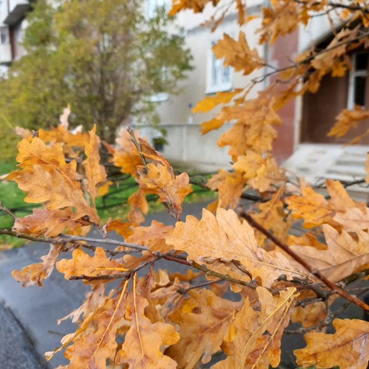 muchmore2027 in LOOKY. #осень,#autumn,#tea,#saintpetersburg,#relax,#Россия,#мойпитер,#СПб. 🇷🇺 Ну вот и #осень...