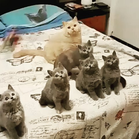 lovely_cute_pets_cats в LOOKY. #catsofinstagram,#bestmeow,#instacat,#catstagram,#catoftheday,#catlover,#britishshorthair,#kitten,#kitty,#animal,#cat_features,#katze,#fluffy,#weeklyfluff,#kittycat,#excellent_cats,#britishcat,#topcatphoto,#cats_of_instagram,#ilovemycat,#cats_of_world,#petstagram,#crazycatlady,#catlovers,#animals,#catlife,#kittens,#instagramcats,#catsagram,#ilovecats. Haha how funny they ...