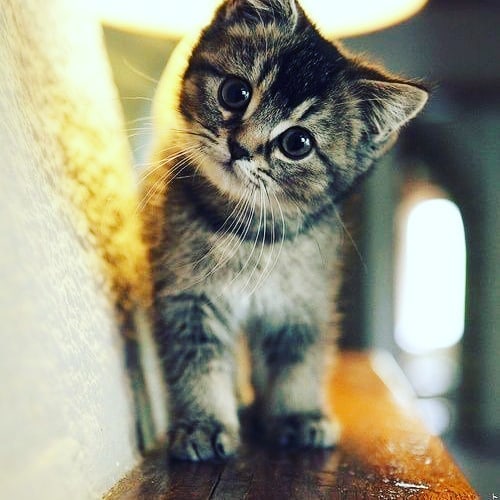 lovely_cute_pets_cats в LOOKY. #catsofinstagram,#bestmeow,#instacat,#catstagram,#catoftheday,#catlover,#britishshorthair,#kitten,#kitty,#animal,#cat_features,#katze,#fluffy,#weeklyfluff,#kittycat,#excellent_cats,#britishcat,#topcatphoto,#cats_of_instagram,#ilovemycat,#cats_of_world,#petstagram,#crazycatlady,#catlovers,#animals,#catlife,#kittens,#instagramcats,#catsagram,#hashtagBuddyApp. 🐱🐱Good evening guy...