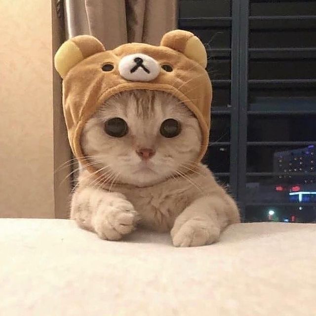 lovely_cute_pets_cats в LOOKY. #catsofinstagram,#ilovemycat,#catoftheday,#petstagram,#cats_of_instagram,#kittensofinstagram,#catstagram,#bestmeow,#kitten,#kittens,#instacat,#catsagram,#animals,#kawaii,#adorable,#instacat_meows,#topcatphoto,#adoptdontshop,#persiancat,#ilovecats,#excellent_cats,#instacats,#instagramcats,#weeklyfluff,#cat_features,#catlover,#katze,#cutecat,#lovecats,#petsagram. 😸 It's getting cold...