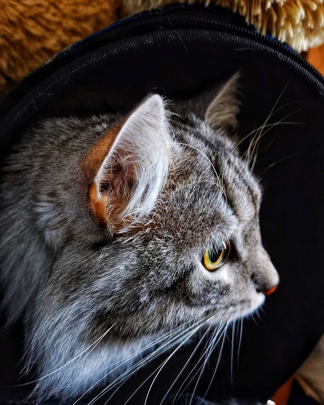 aapolyanskiy в LOOKY. #cat,#myfriend,#needlikes,#likeforlikes,#likeforfollow. #cat #myfriend #need...