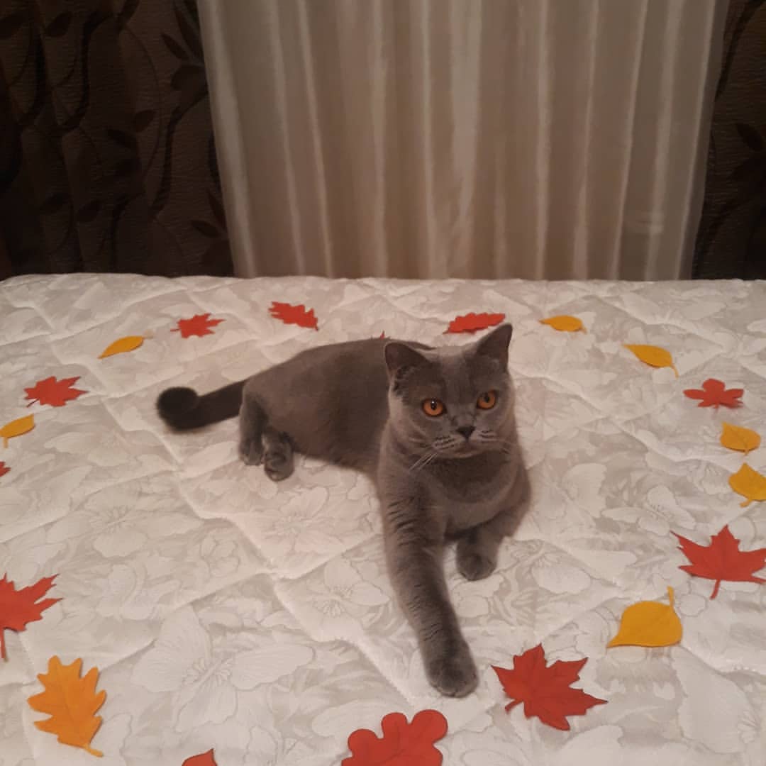 cat_musia_star_and_sima в LOOKY — фото 2