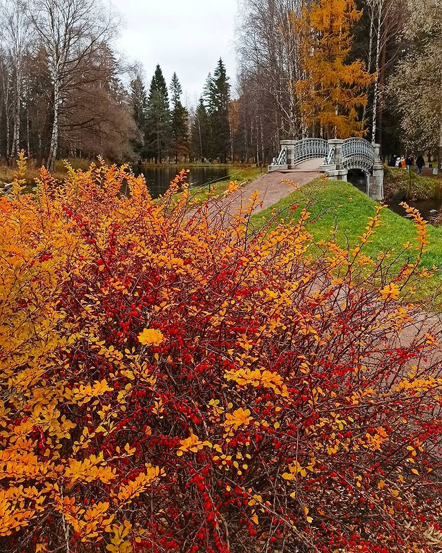 photo_mihalych в LOOKY. #walk_on_russia,#po_strane#natureofrussiaru,#native_Russia#loves_russia2,#rus_places,#russiaonline#landscape_russia,#ruslavia#showmerussia,#russia_photolovers#rus_photos,#russia_ig,#photorussia,#russia_ww,#фотодляроссии,#krasivaru,#russiamylove,#гатчина,#гатчинапарк,##gatchinagardens,##gatchina,##gatchinapark,#len_oblast_,#пригородыпетербурга,#спбленобласть,#ленинградскаяобласть,#ленобласть,#leningradskaya_oblast. В Гатчинском парке🍁...