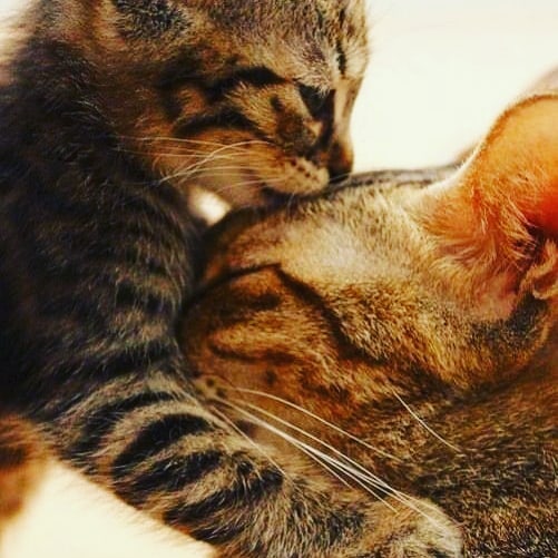 https://instabio.cc/21104XgK1I9