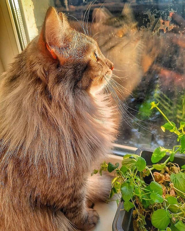 aapolyanskiy в LOOKY. #cat,#littlelove,#likeforlikes,#likeforfollow,#followforfollowback,#2k20. #cat #littlelove #li...