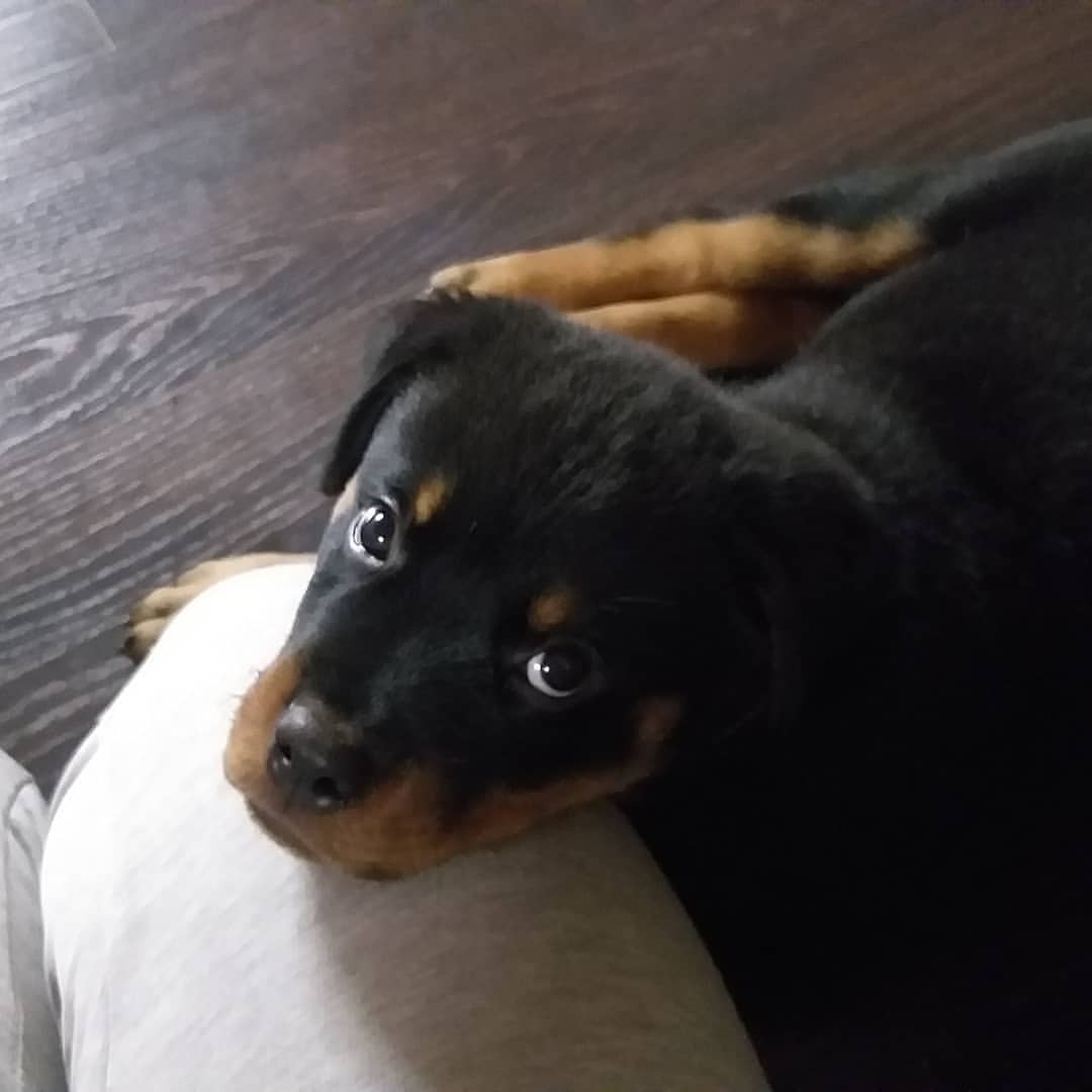 lili_pampphilo4ka в LOOKY — Знакомьтесь! Это Груд)))🐕