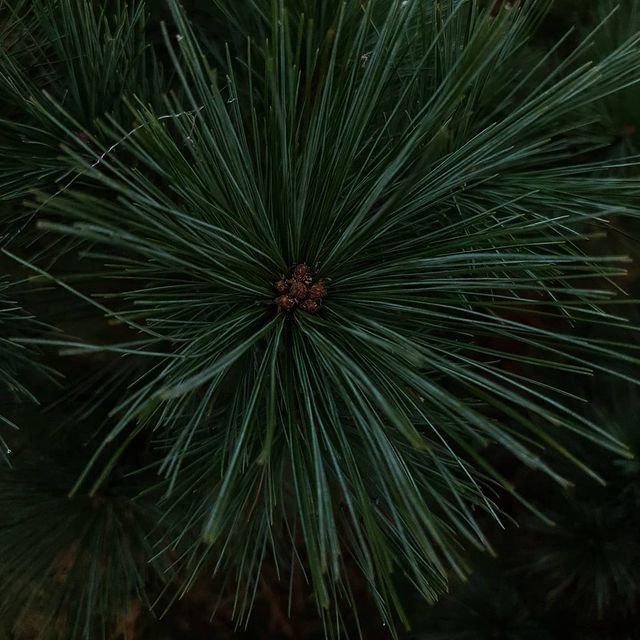 coffeecaramelru в LOOKY. #осень,#природа,#лес,#forest,#nature,#november,#жизнь,#live. #осень #природа #лес...