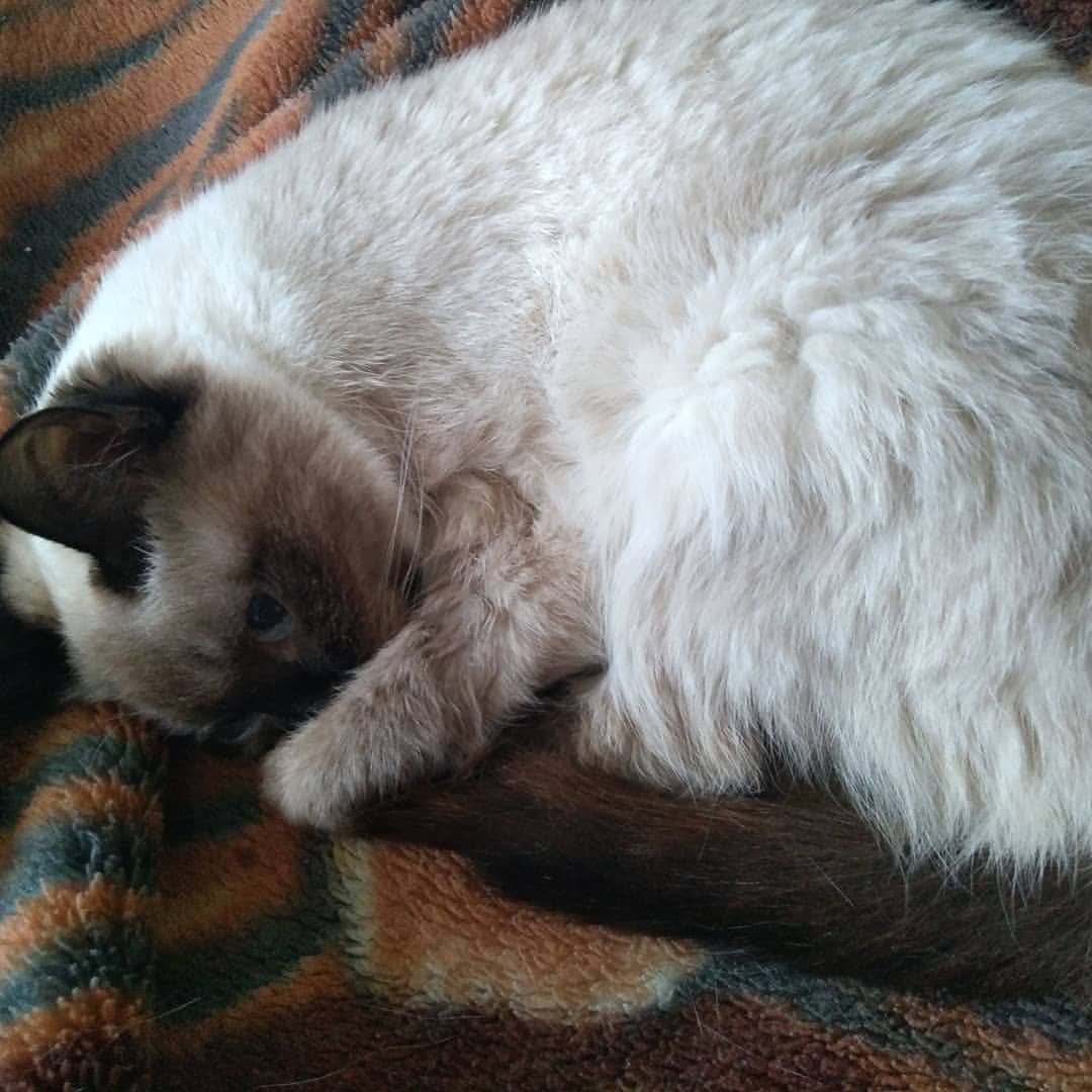 elenka239012 in LOOKY. #котейка. Моя любимая #котейка