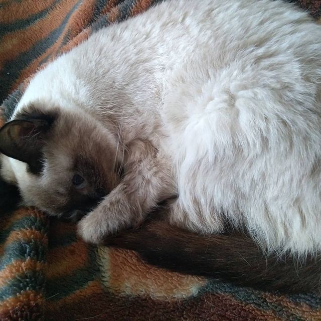 elenka239012 в LOOKY. #котейка. Моя любимая #котейка