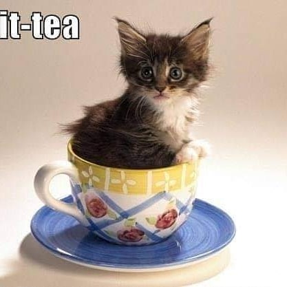 lovely_cute_pets_cats в LOOKY. #kittensofinstagram,#catsofinstagram,#cats_of_world,#catoftheday,#ilovemycat,#catofinstagram,#catstagram,#instakitty,#adoptdontshop,#instagramcats,#kitten,#cat_features,#cats_of_instagram,#petstagram,#catlovers,#catslife,#catlove,#catlady,#catlover,#purrfect,#bengal,#catsagram,#ilovecats,#bestmeow,#ペコねこ部,#catsofig,#catlife,#adorable,#animal,#catloversclub. Would you have a cup...