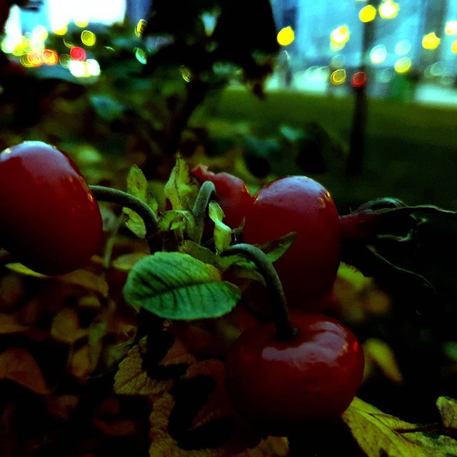 muchmore2027 в LOOKY. #Питер,,#autumn,#СПб,#вечер,#прогулка,#russia,#SPb,#saintpetersburg,#evening. 🇷🇺 Вечерний осенни...