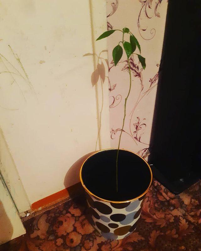 branchugova_diana в LOOKY. . Мой авакадо) стоял в...