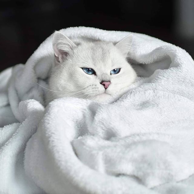 lovely_cute_pets_cats в LOOKY. #catoftheday,#catlife,#cats_of_instagram,#catloversclub,#catphoto,#catgram,#catinstagram,#catstocker,#catagram,#catolicos,#caturday,#catphotography,#catscatscats,#catalunya,#catselfie,#catering,#tylorswift,#jennie,#jenniferlooez. White Cat,  look lik...