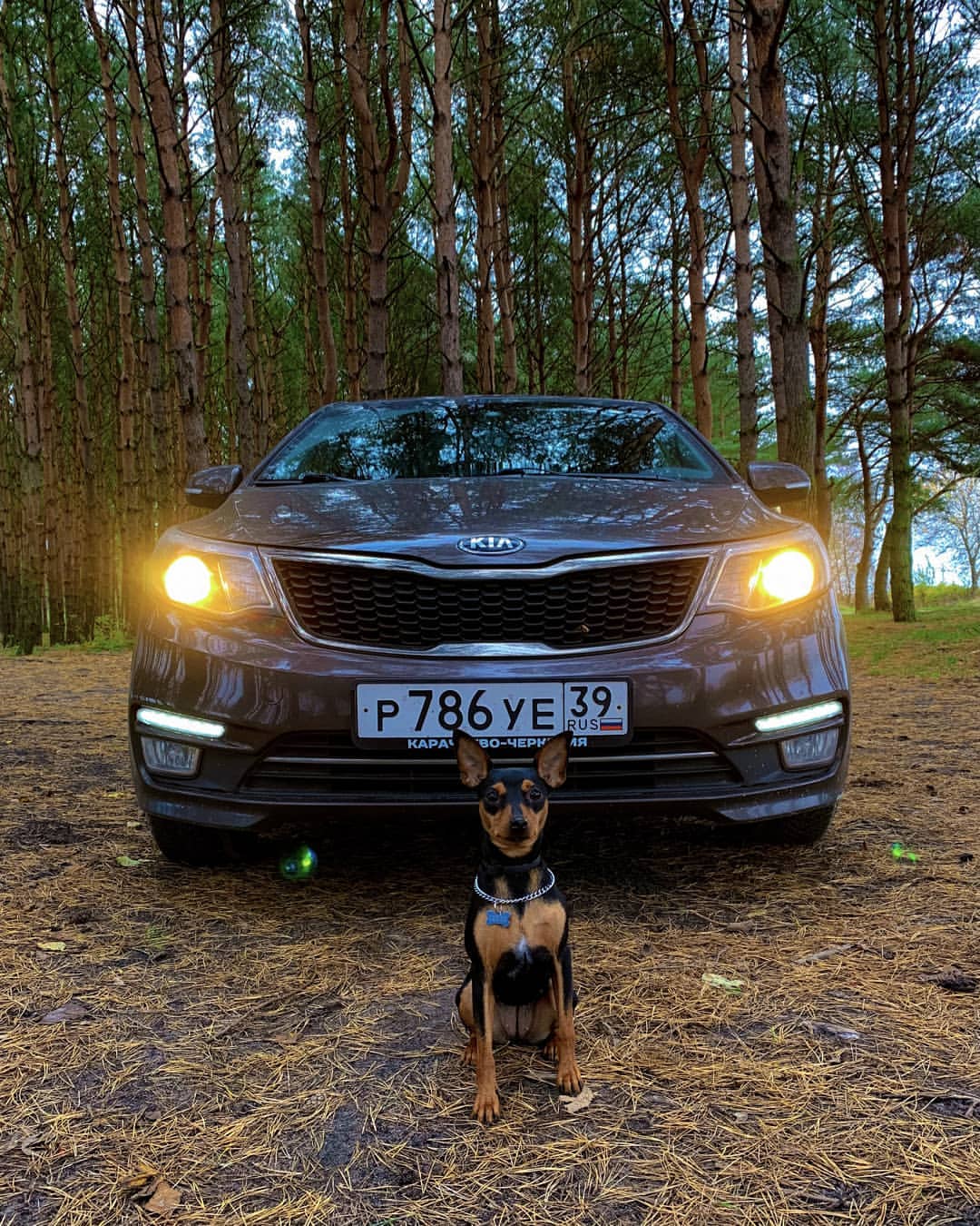 dimasic39 в LOOKY — #осень #КиаКлуб39 #KiaClub39 
#КиаРио #KiaRio
#цвергпинчер
