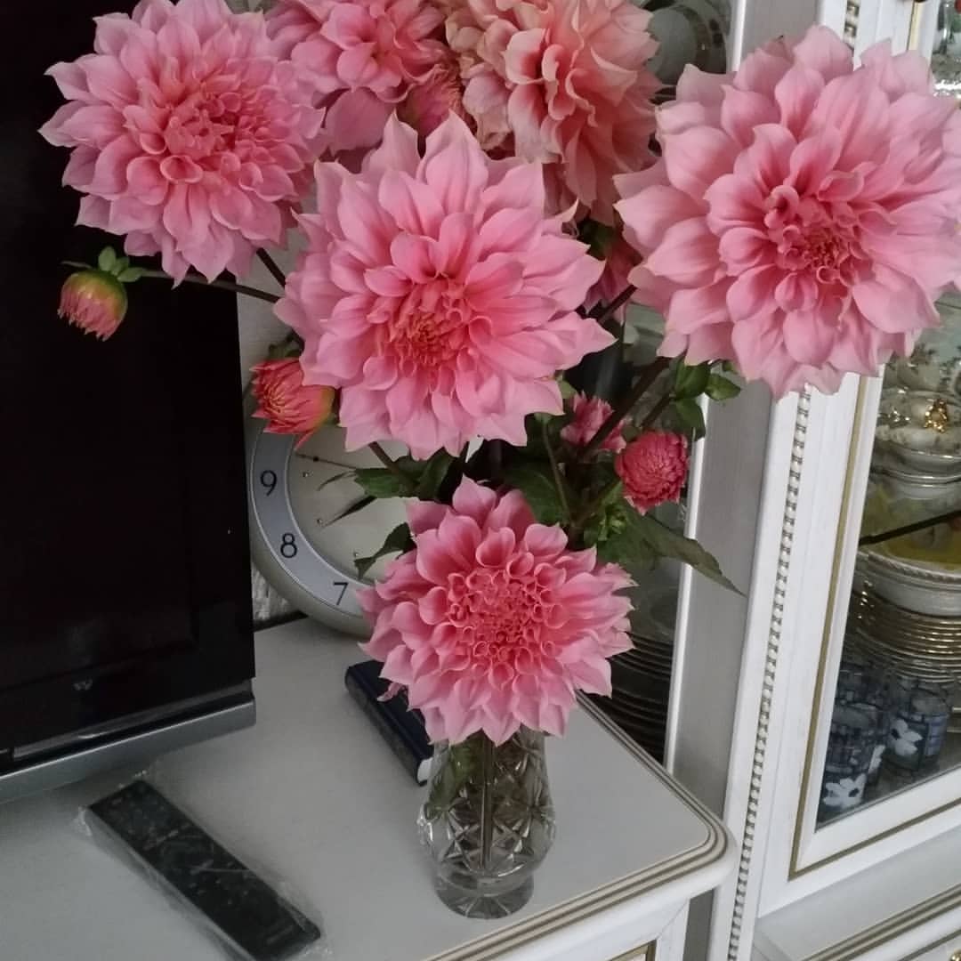 katjakuzmicheva в LOOKY. #сад,#красотавокругнас,#георгины,#мир,#цветы. Вот такой красотой м...