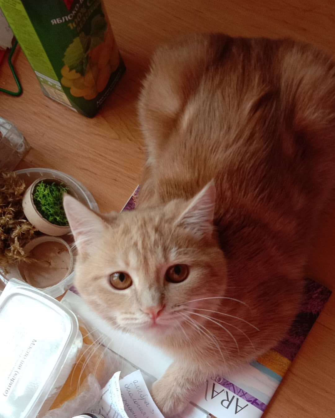 А это просто мой кот. Наша сладкая рыжая булка❤️ Зовут Рыжиком