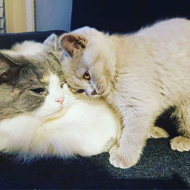 lovely_cute_pets_cats в LOOKY. #mom,#momo,#mother,#motivation. I miss my mom 😢😣

...