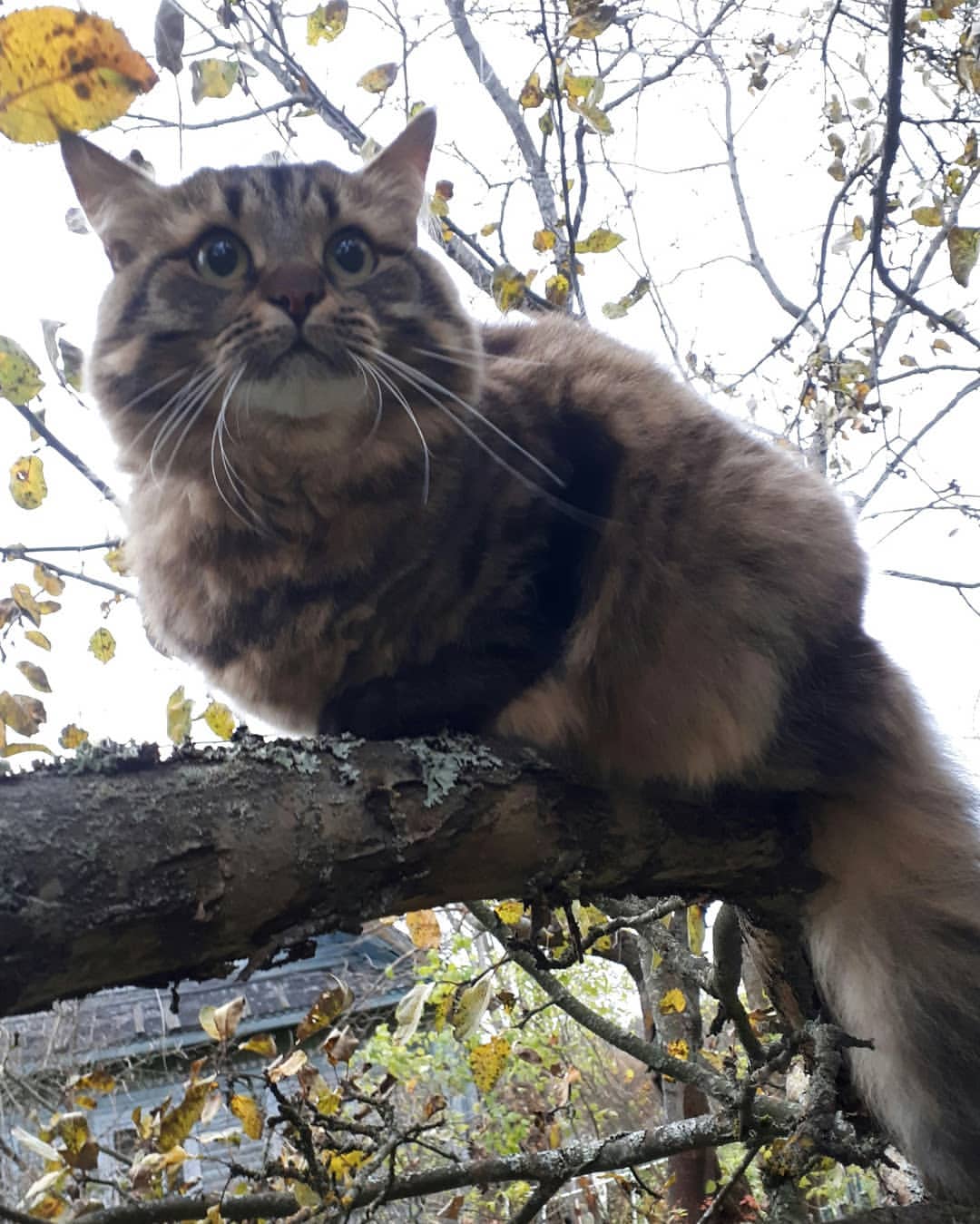 maria_musya.i.marusya.cats в LOOKY — фото 9