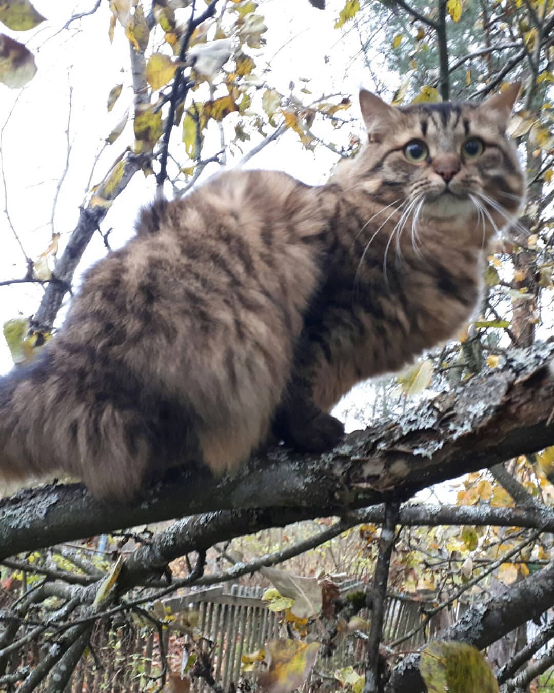 maria_musya.i.marusya.cats в LOOKY — фото 3