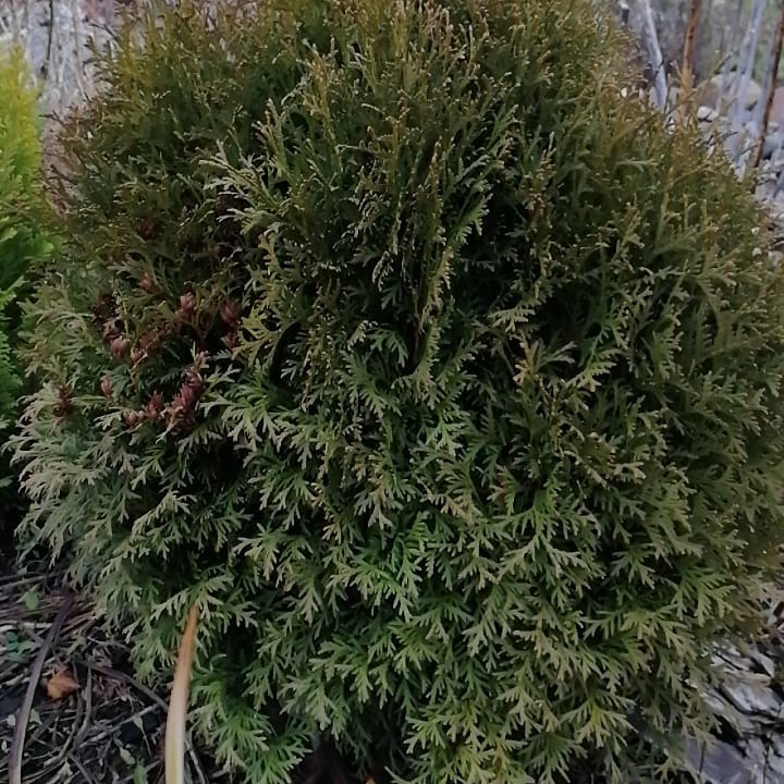 anzhelamirs_tomsk в LOOKY — фото 6