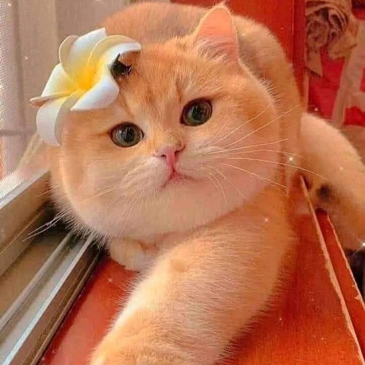 lovely_cute_pets_cats в LOOKY — фото 2