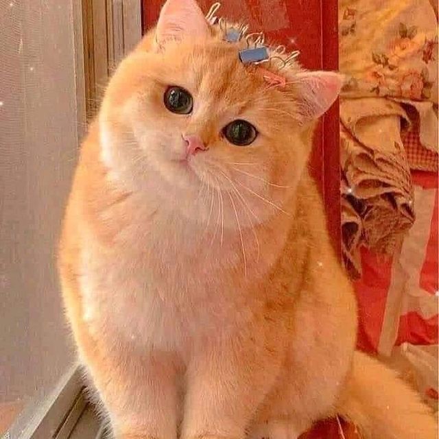 lovely_cute_pets_cats в LOOKY. #kittens_of_world,#kitties,#kittiesofinstagram,#kittie,#catsoftheworld,#catsoftheday,#cateyes,#cateye,#catphotography. Hello,  Am I cute?? ...
