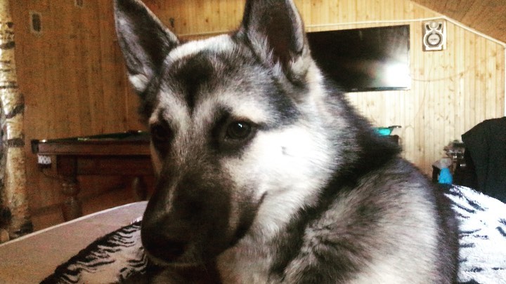 avrora_malamut в LOOKY. #Аврорапёс,#маламут,#щенок. Аппетитно? 
Август 2...
