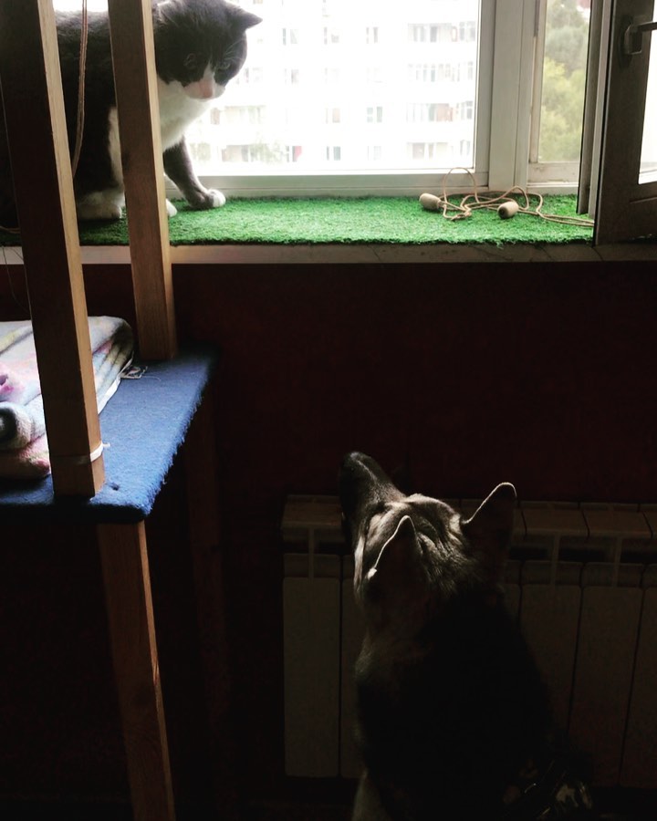 avrora_malamut в LOOKY. #Аврорапёс,#маламут,#щенок,#собаки,#бультерьер,#кот. Уехала с дачи и пошл...