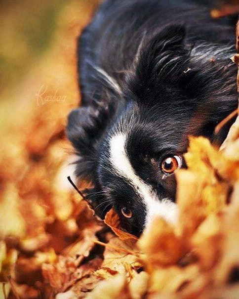 psychotherapy_krd в LOOKY. . Поздравляю себя с Дн...