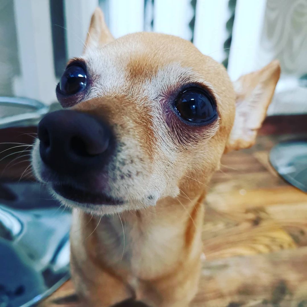 Когда ждёшь окончания карантина... 🐶#covid_19