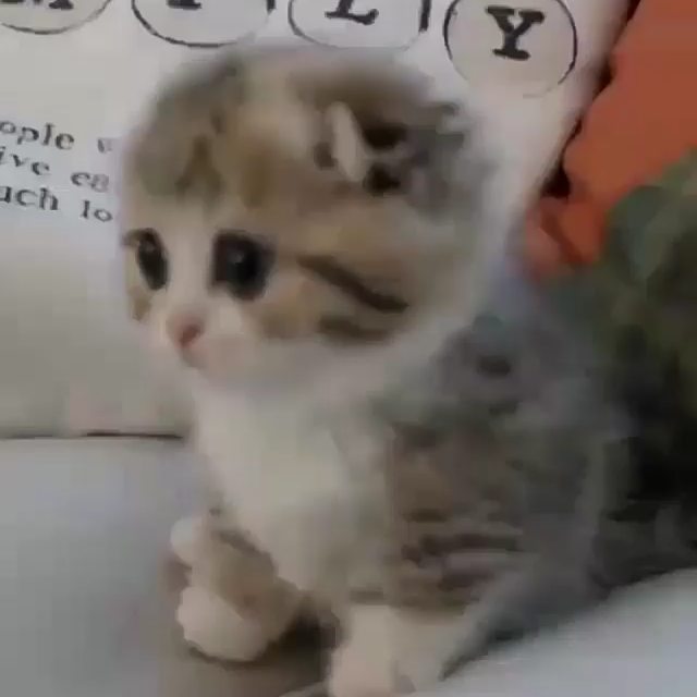 lovely_cute_pets_cats в LOOKY. #catart,#catphoto,#catalunya,#catoftheday,#kittens_of_instagram,#kittys. So cute 😍😍😍
#cata...