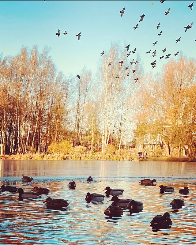 n0vex в LOOKY. #осень,#autumn,#yaroslavl,#russia,#bear,#ussr,#moscow. #осень #autumn #yaro...